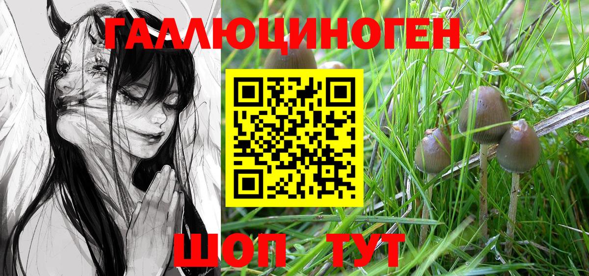 Карачаевск  Галлюциногенные грибы Cubensis  Вход с VPN 